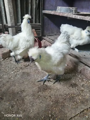 একজোড়া আমেরিকান সিল্কি মুরগী বিক্রি হবে