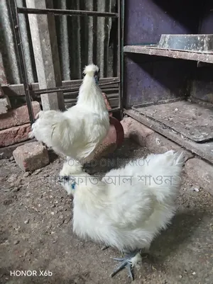 একজোড়া আমেরিকান সিল্কি মুরগী বিক্রি হবে