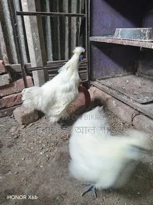 একজোড়া আমেরিকান সিল্কি মুরগী বিক্রি হবে