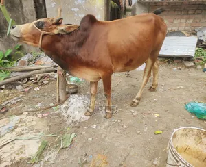 গরু কোরবানির