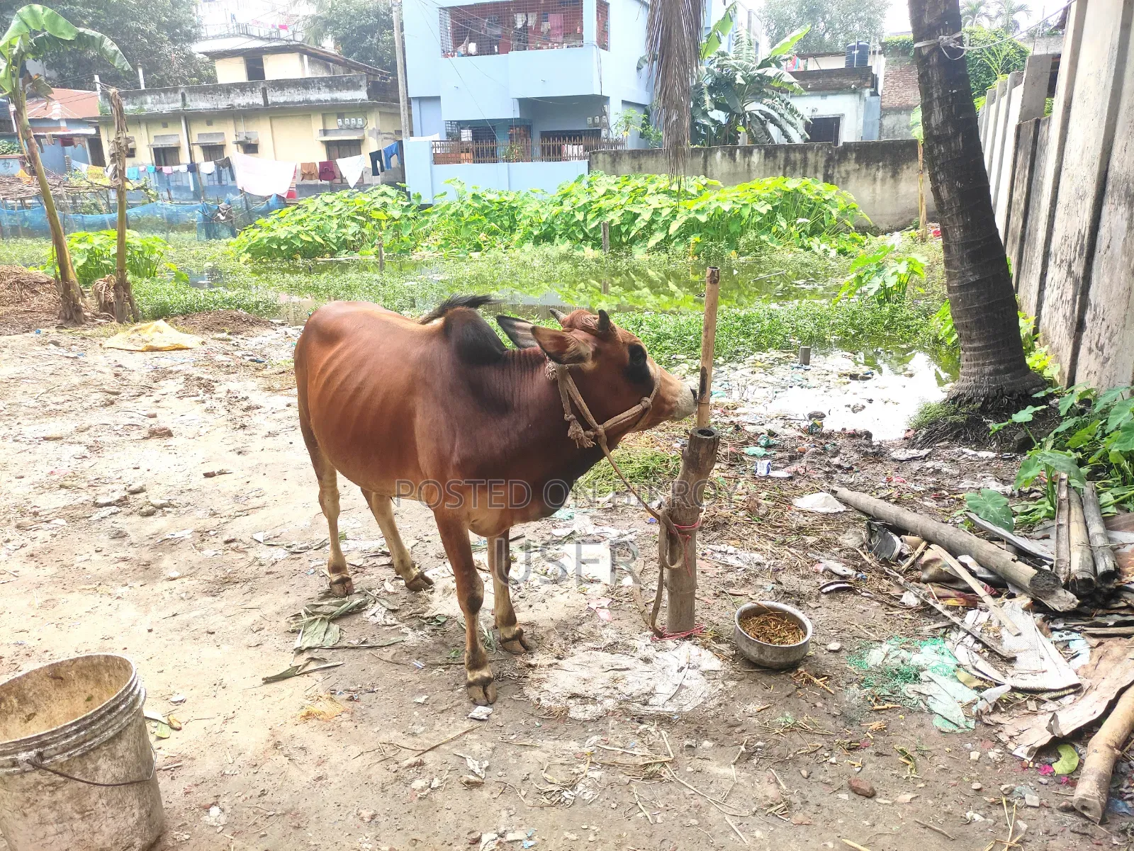 গরু কোরবানির
