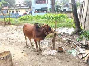 গরু কোরবানির
