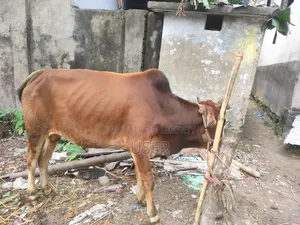 গরু কোরবানির