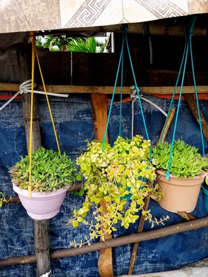 Ornamental Plants