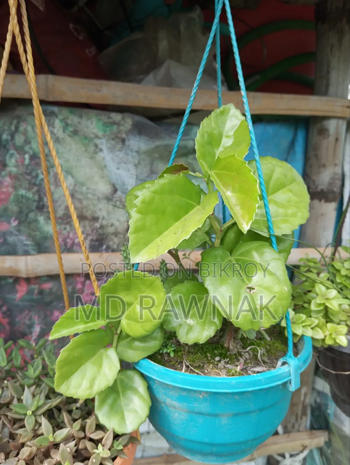 Ornamental Plants