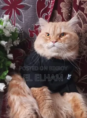 1+ Year Male Purebred Persian