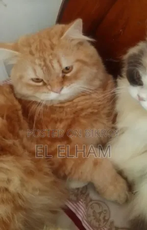 1+ Year Male Purebred Persian