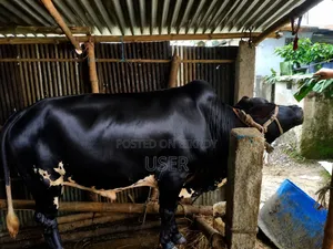 গরু কোরবানির পশু