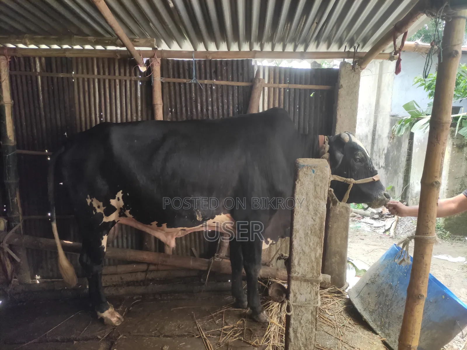 গরু কোরবানির পশু