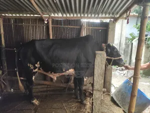 গরু কোরবানির পশু