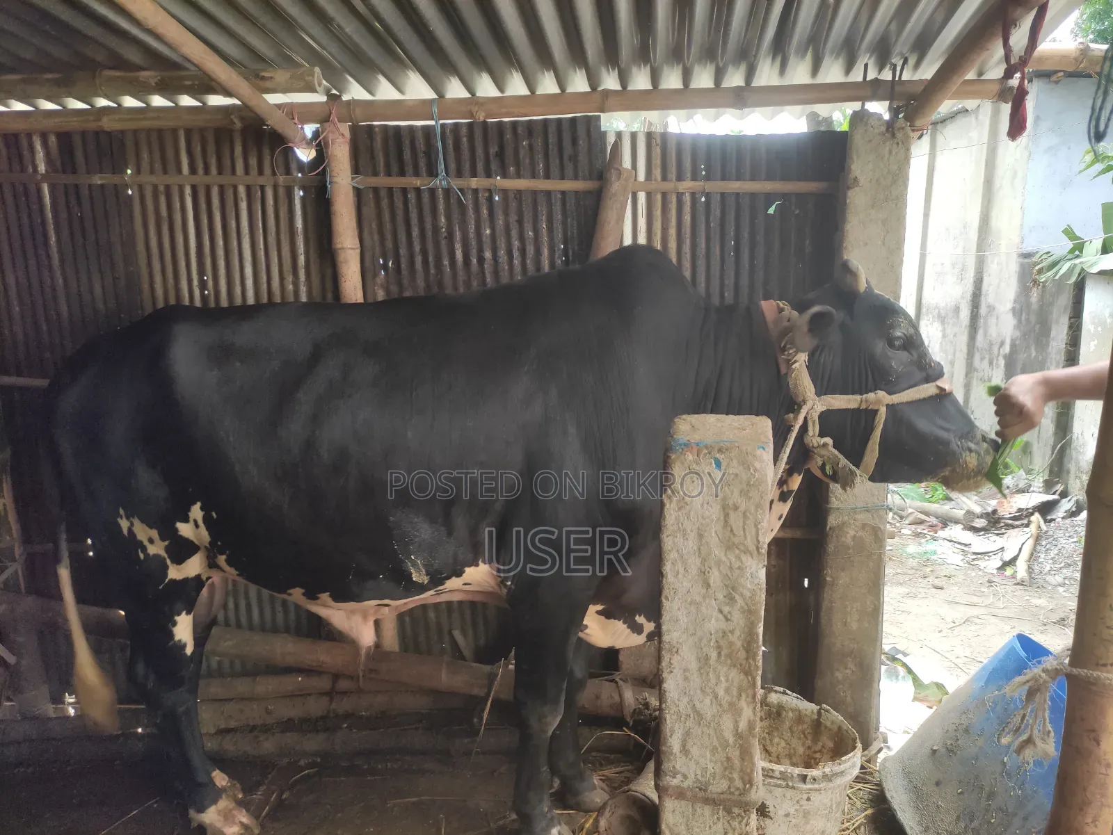গরু কোরবানির পশু
