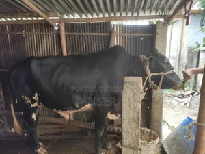 গরু কোরবানির পশু