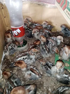 দশ দিন বয়সী মিশরীয় ফাওমি মুরগি