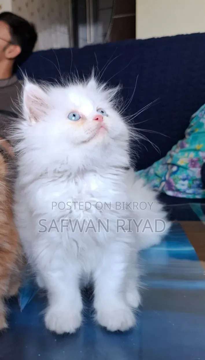 1-3 Months Female Purebred Persian