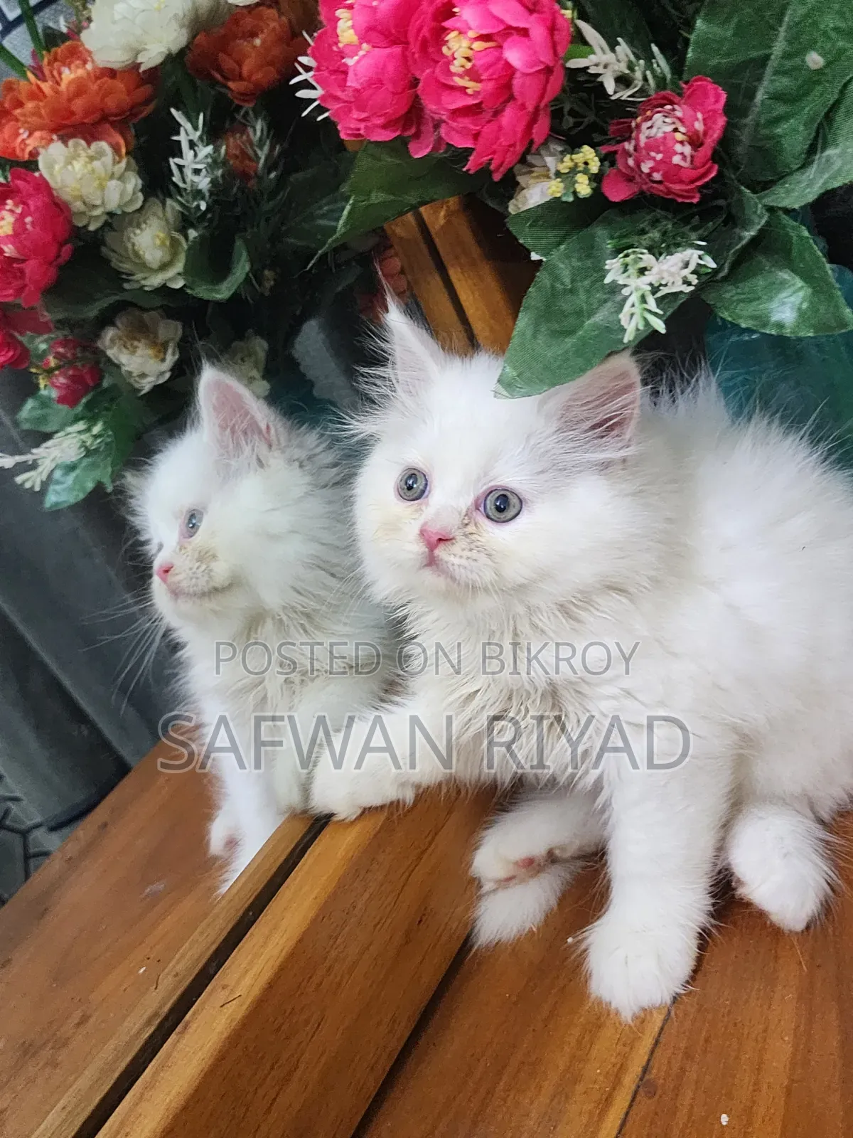 1-3 Months Female Purebred Persian