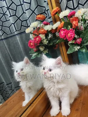 1-3 Months Female Purebred Persian
