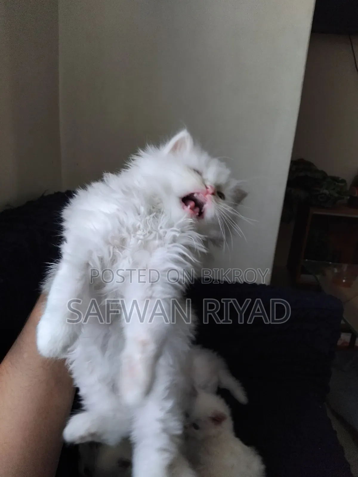 1-3 Months Female Purebred Persian