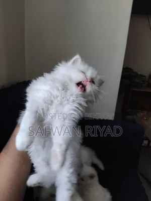 1-3 Months Female Purebred Persian