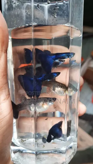 Blue Head Samurai Adult