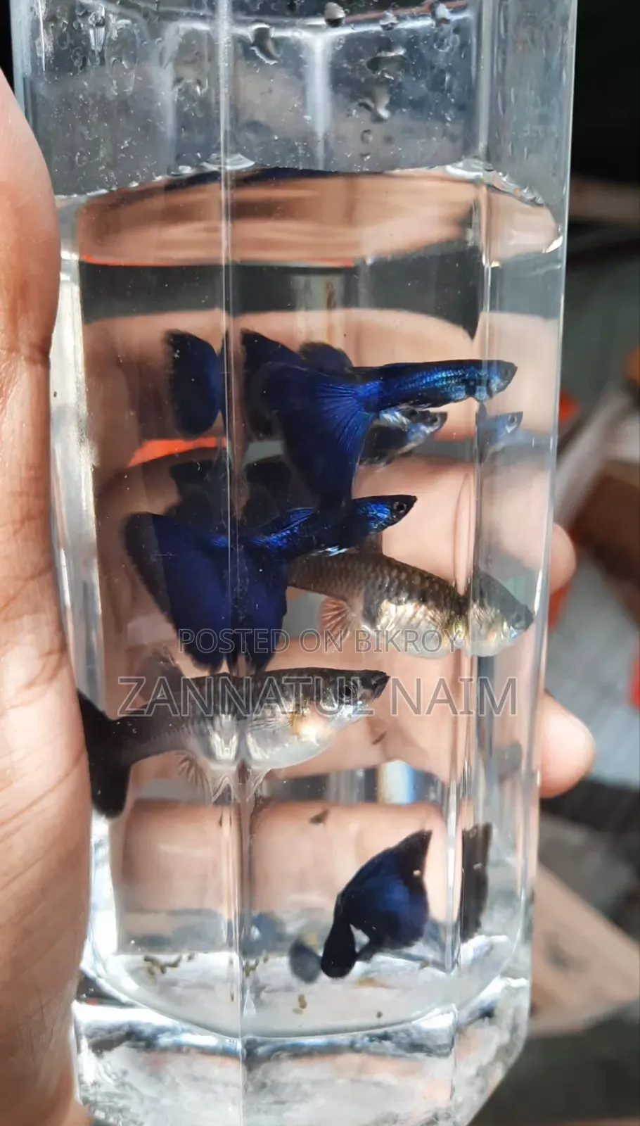 Blue Head Samurai Adult