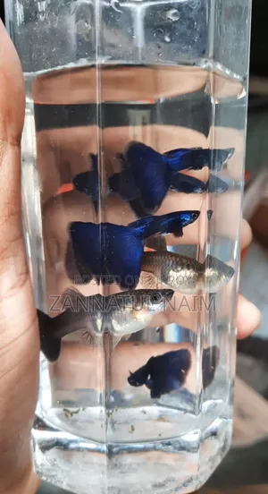 Blue Head Samurai Adult