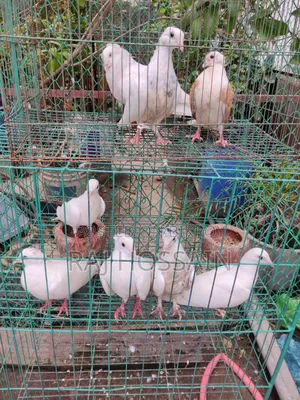 কাগজি কবুতর