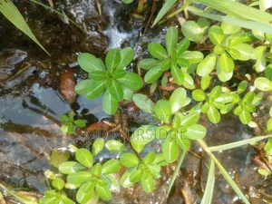 Live Aquarium Water Lily Plant with Clay Pot
