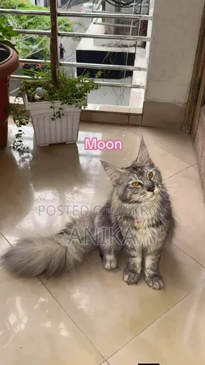 1+ Year Female Purebred Maine Coon