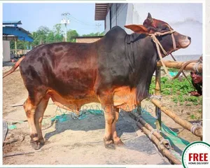 গরুর ট্যাগ- ১০৭৫ - জীবন্ত ওজন- ৪১৯ কেজি