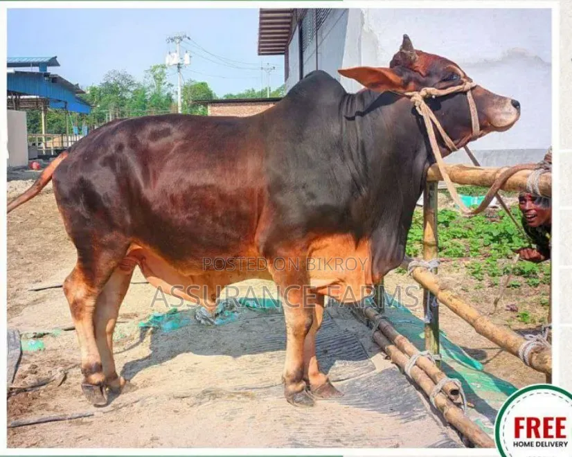 গরুর ট্যাগ- ১০৭৫ - জীবন্ত ওজন- ৪১৯ কেজি