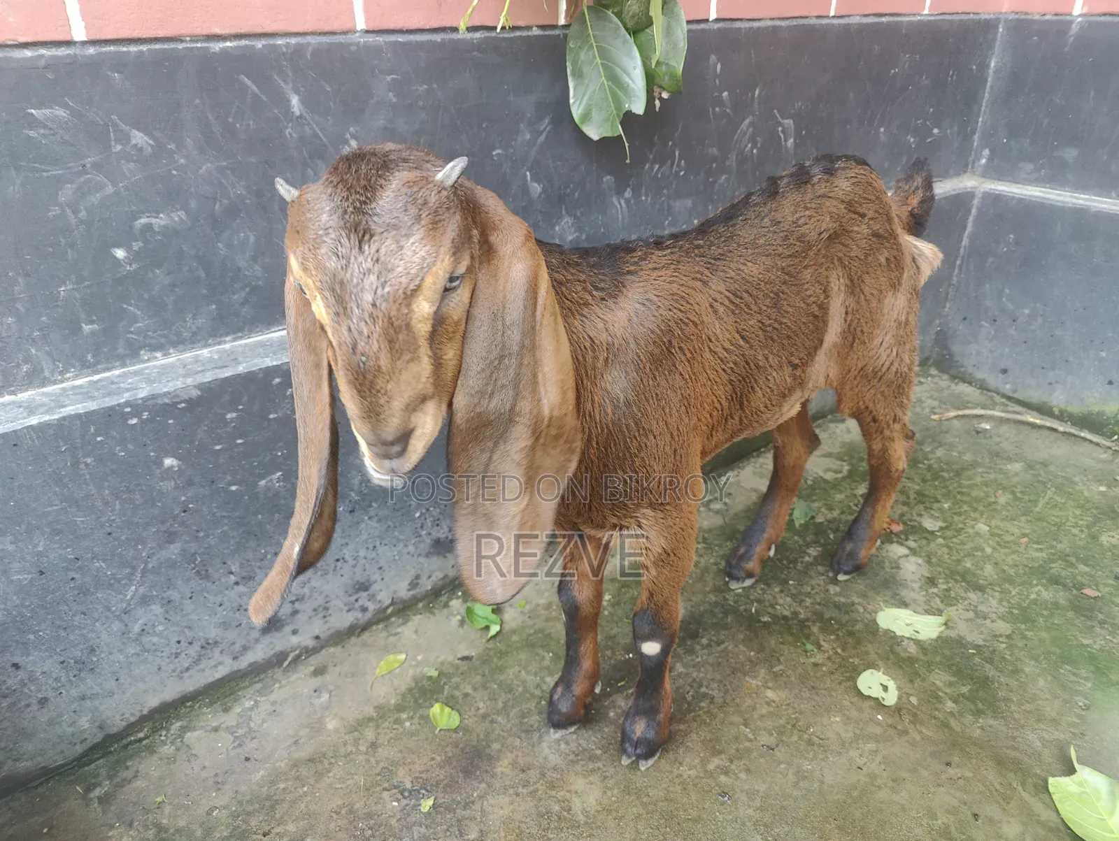 একটি বাচ্চা সহ বিটল ছাগল। মেয়ে বাচ্চা বয়স ৪মাস।