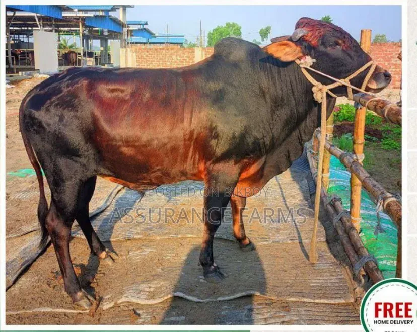 Local Cow Live Weight 335 Kg-Tag- 1129