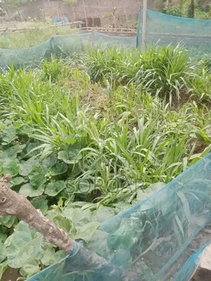 ধানী জমি কিনতে চাই রাজশাহী এর আশেপাশে / বরেন্দ্র এলাকায়