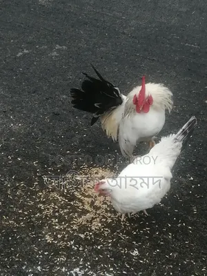 Bantam Chickens