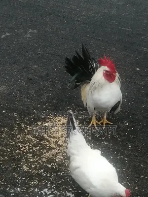 Bantam Chickens