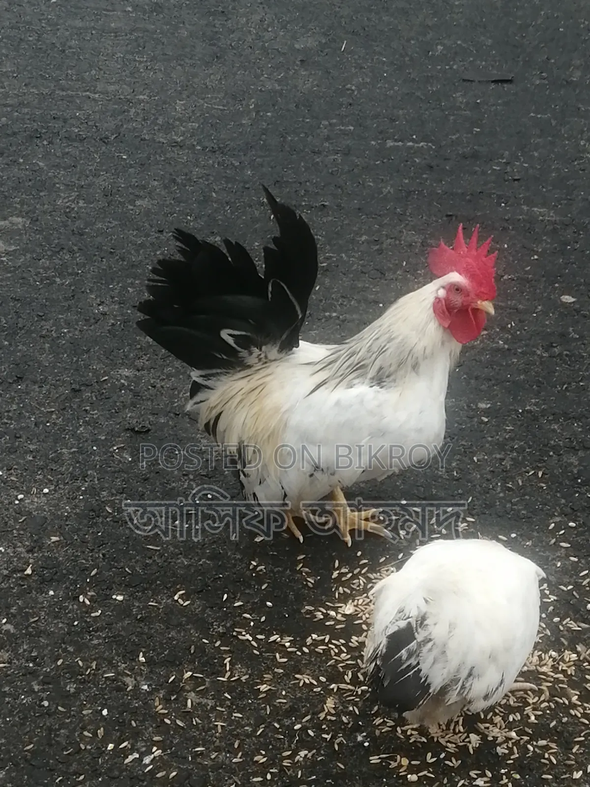 Bantam Chickens