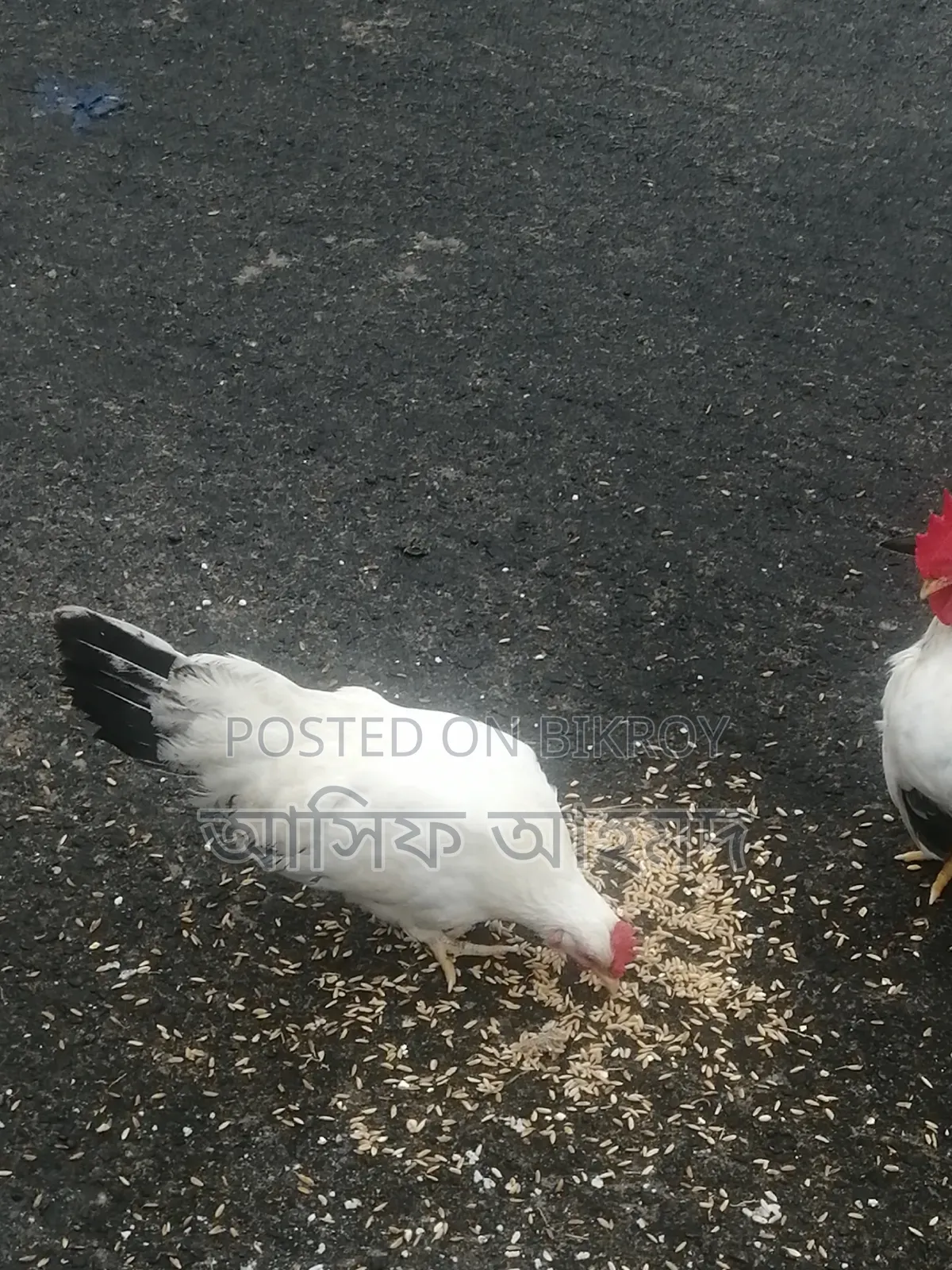 Bantam Chickens