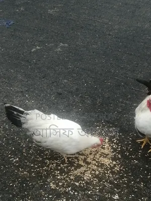 Bantam Chickens