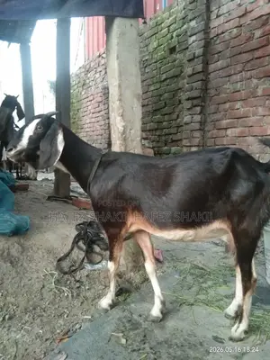 পালের দেশি ছাগল