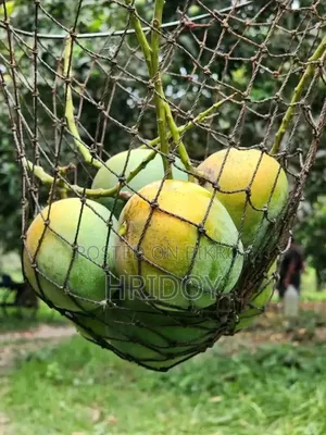 সাতক্ষীরার হিমসাগর আম