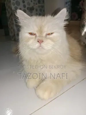 1+ Year Male Purebred Cat