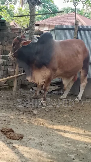গরু বিক্রি করা হবে জদি কিনতে চান তাহলে দয়া করে জানাবেন