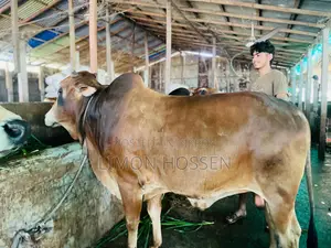 * লাইভ ওজনের বড় গরু বিক্রি হবে