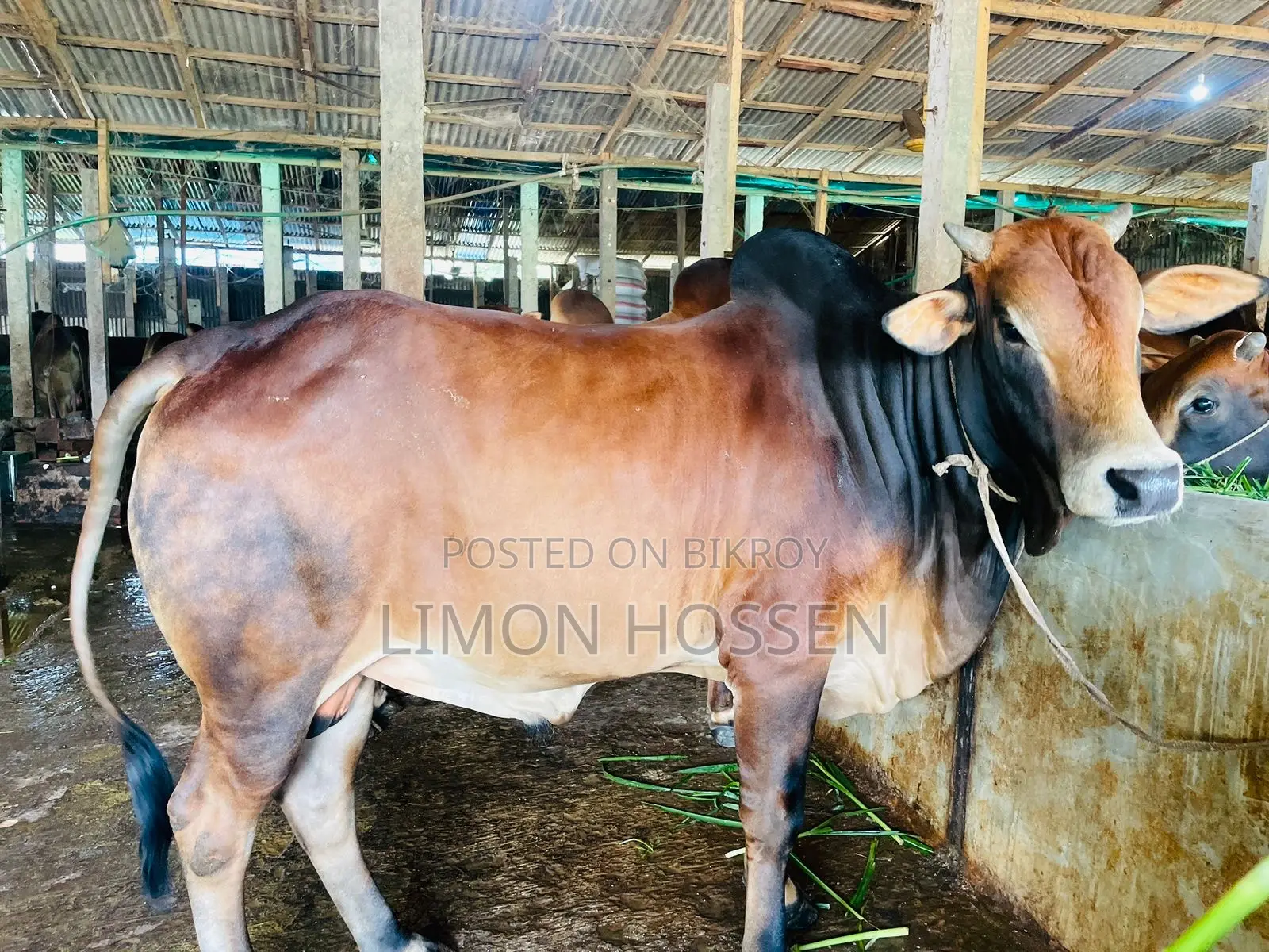 * লাইভ ওজনের বড় গরু বিক্রি হবে