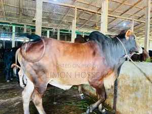 * লাইভ ওজনের বড় গরু বিক্রি হবে