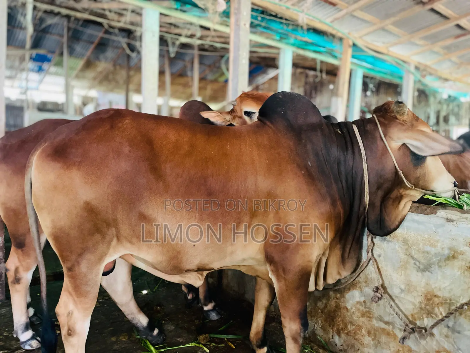 * লাইভ ওজনের বড় গরু বিক্রি হবে