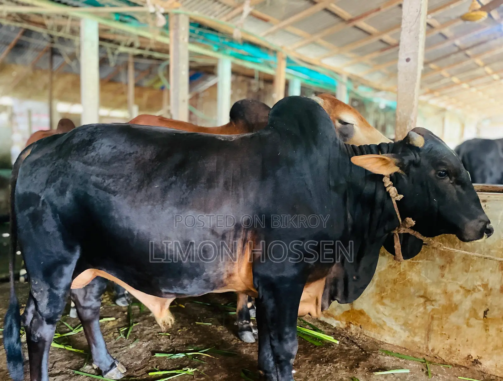 * লাইভ ওজনের বড় গরু বিক্রি হবে