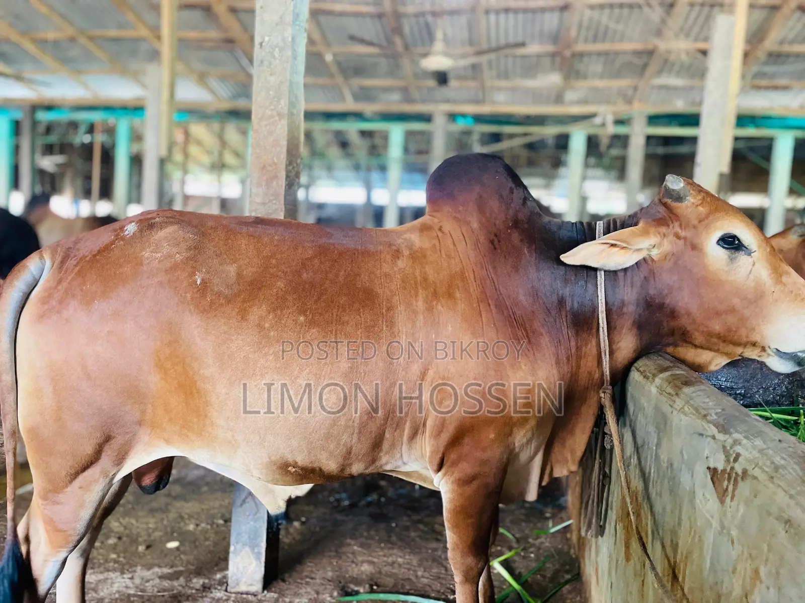* লাইভ ওজনের বড় গরু বিক্রি হবে