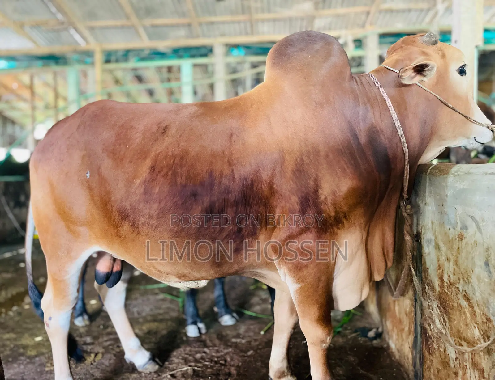 * লাইভ ওজনের বড় গরু বিক্রি হবে