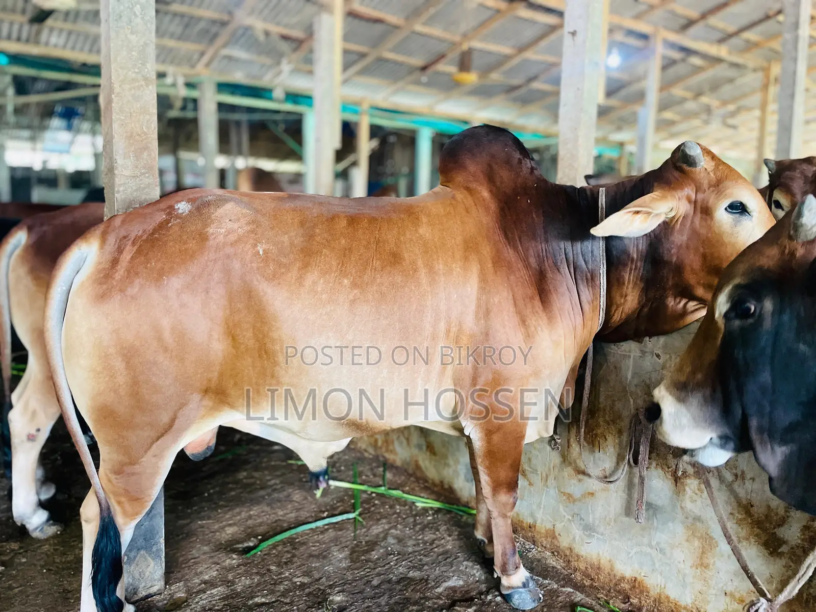 * লাইভ ওজনের বড় গরু বিক্রি হবে